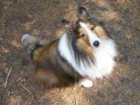Shetland Sheepdog thumbnail